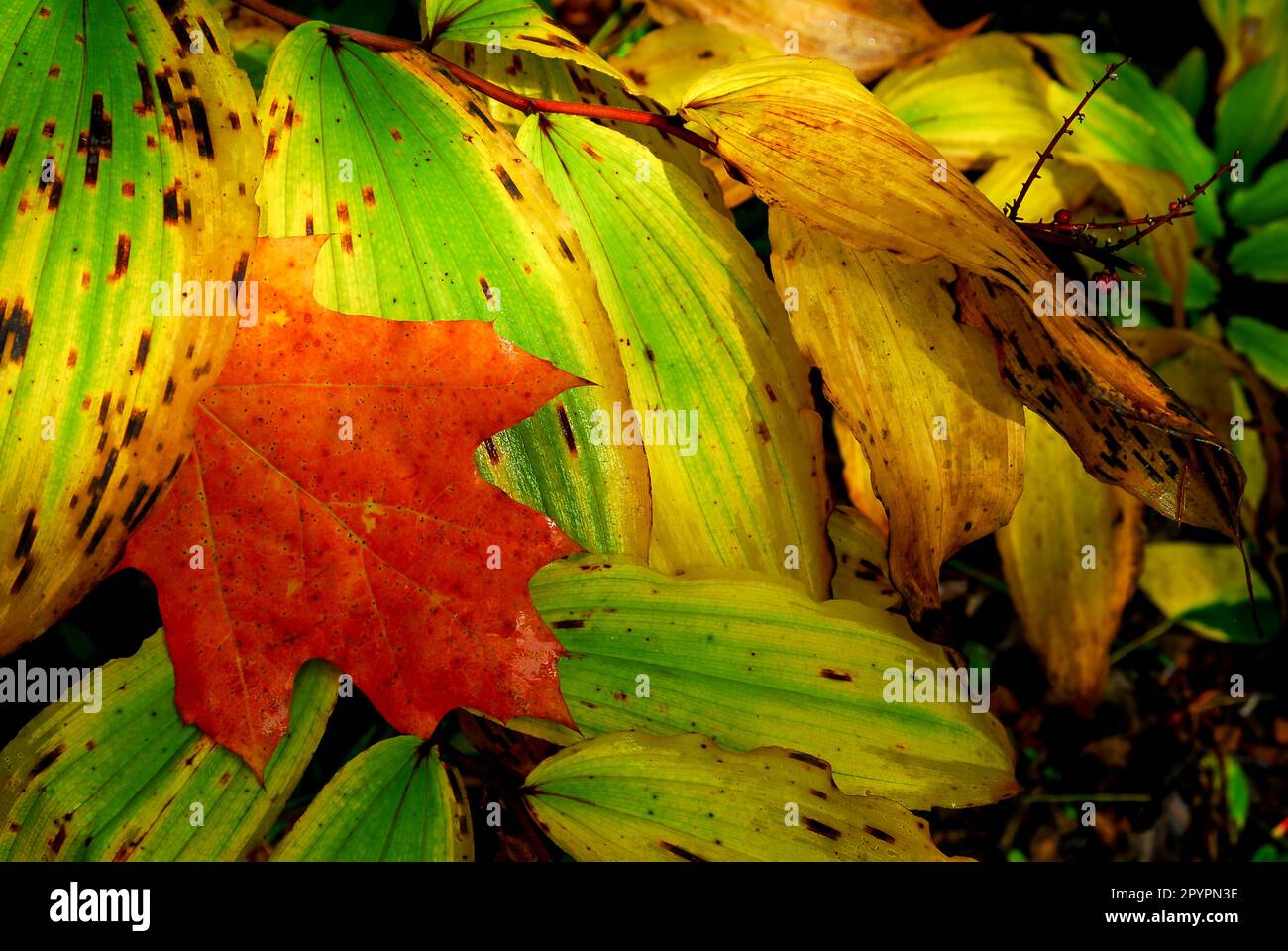 Wisconsin. Contea di Bayfield. Foresta Nazionale di Chequamegon-Nicolet. Foglia d'acero su False Solomons -sigillo in autunno. Foto Stock