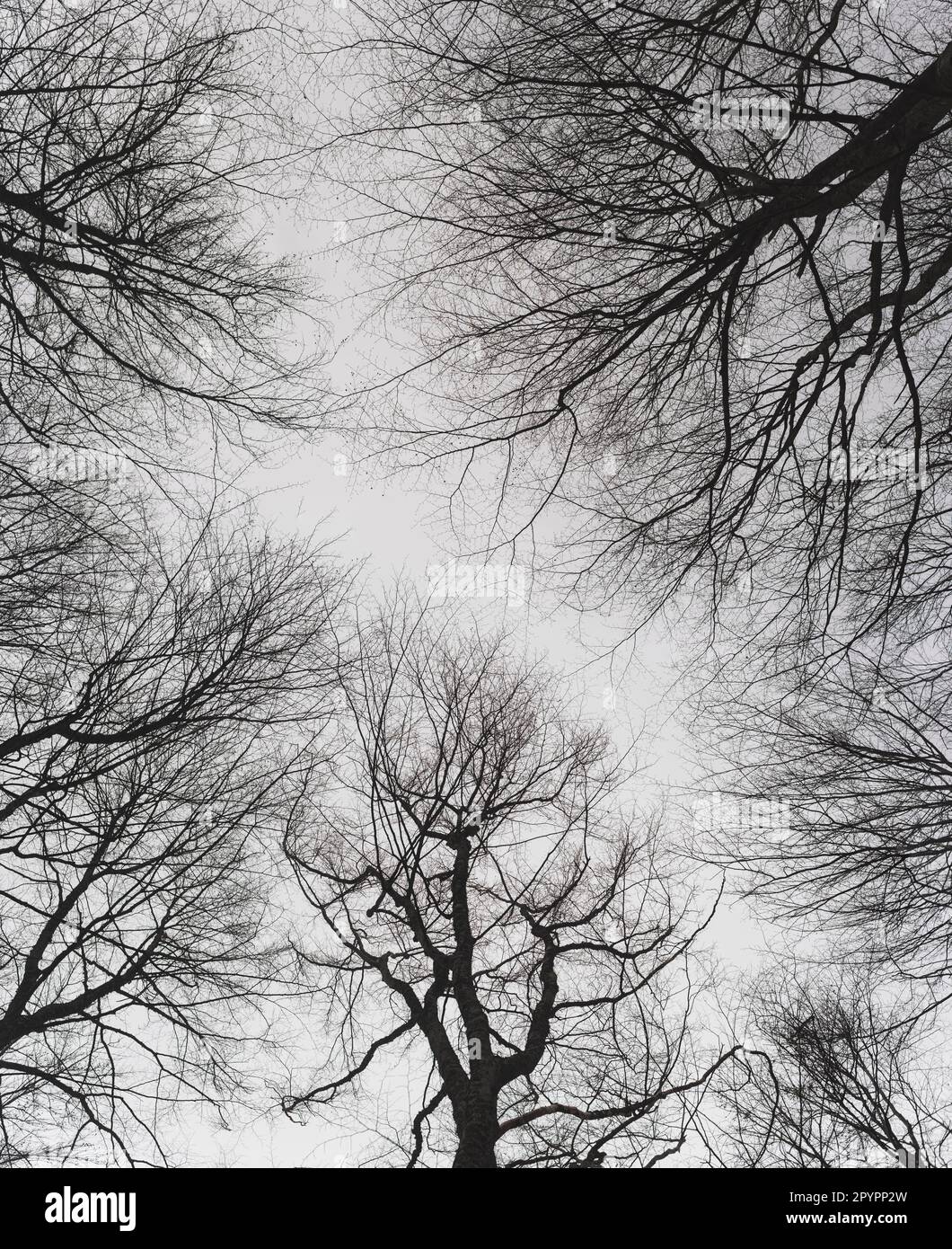 Vista a basso angolo della foresta di faggi senza fronde all'inizio della primavera. Foto in bianco e nero Foto Stock