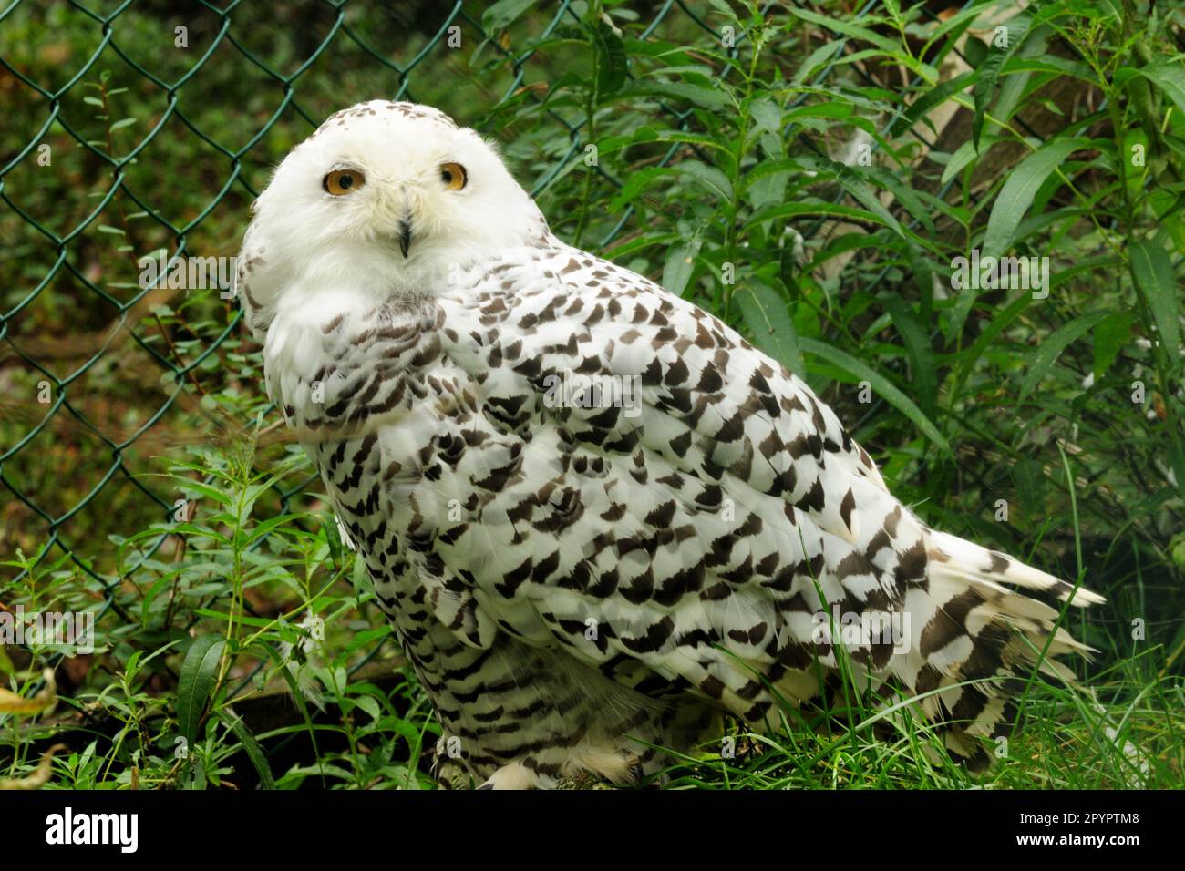 Fluffy Snow Owl in Ranua Zoo Finlandia in un Overcast Summer Day Foto Stock
