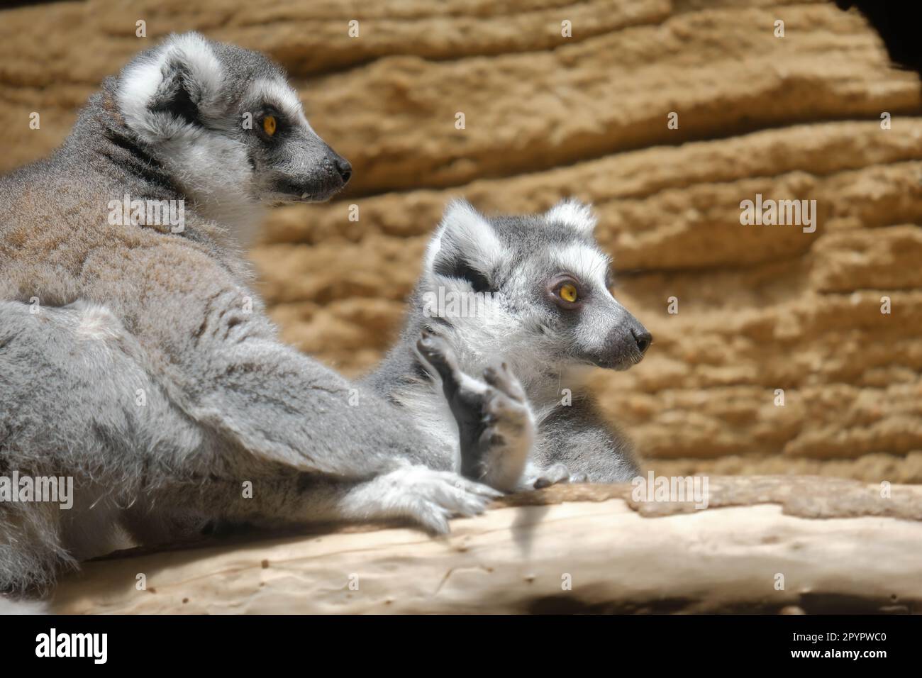 Due lemuri dalla coda ad anello Foto Stock