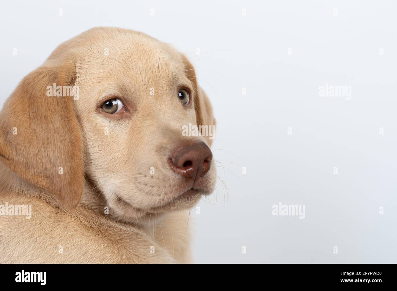 Guardando indietro labrador cucciolo isolato su sfondo bianco studio Foto Stock