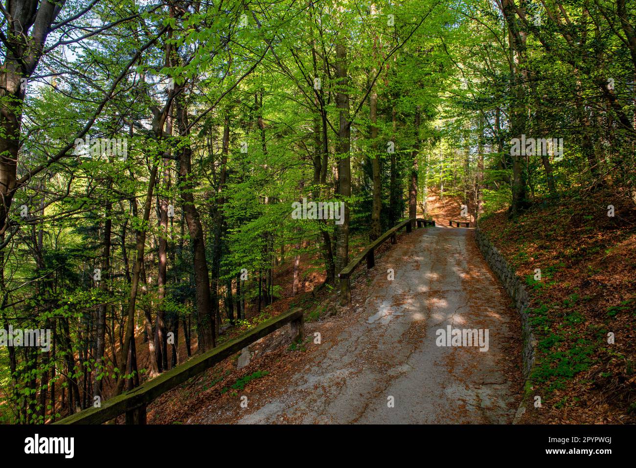 Strada di montagna tra gli alberi in primavera Foto Stock