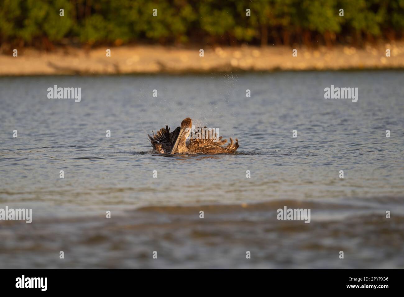 Bagno in pellicano marrone, Florida Foto Stock