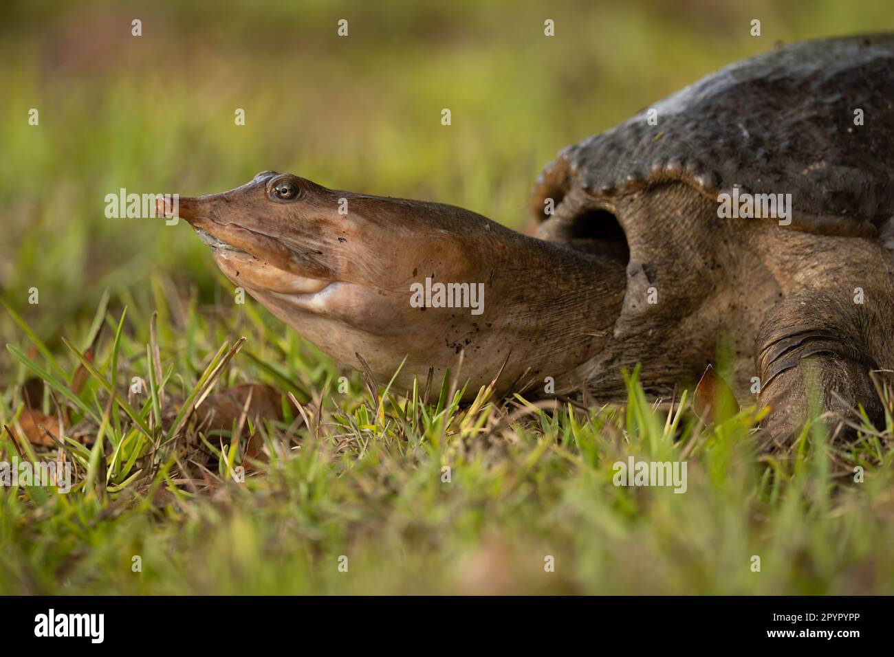 Tartaruga di softshell della Florida sulla terra Foto Stock