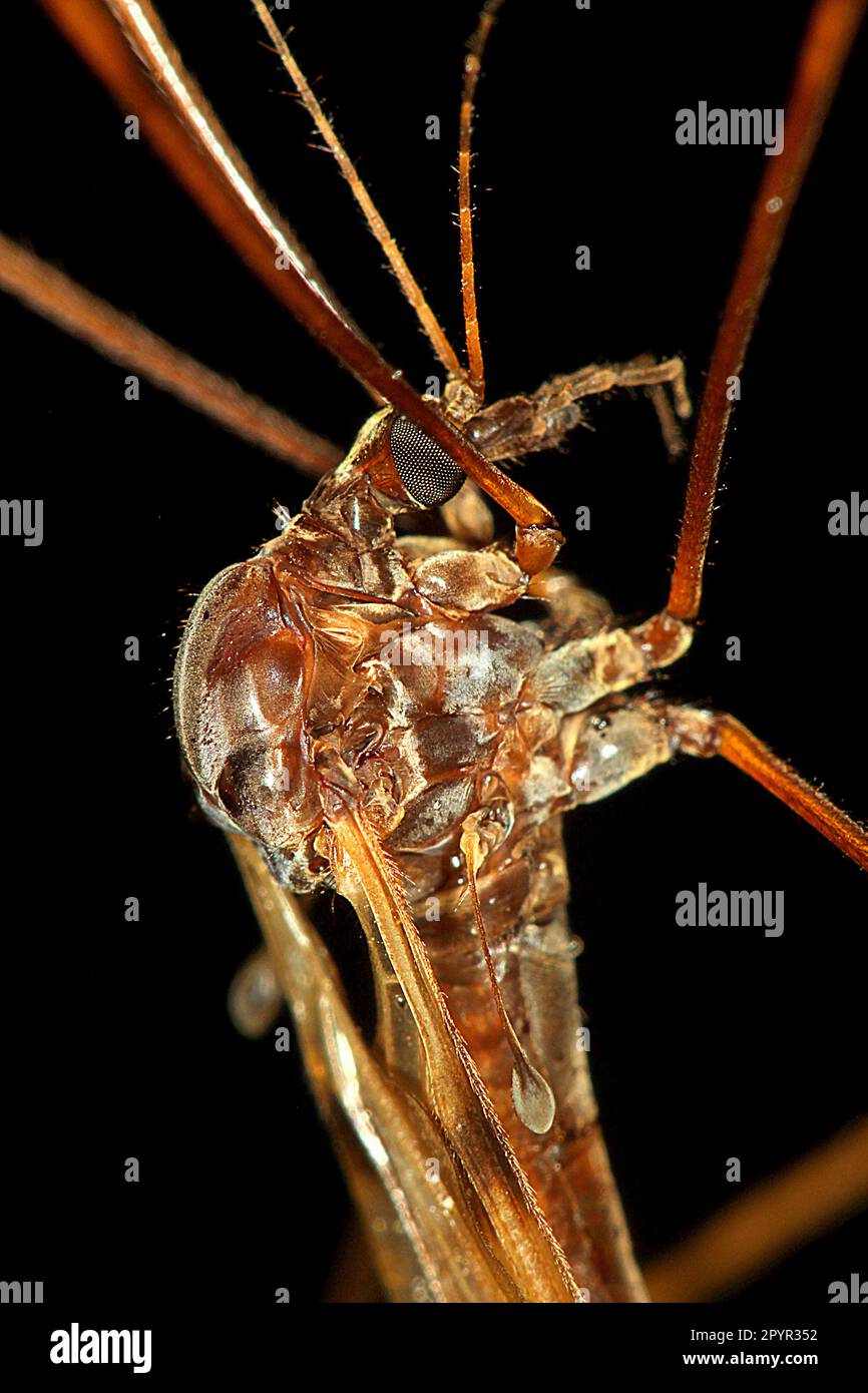 Primo piano immagine macro della gru a mosca (Austrolimnophila ciatheti) Foto Stock