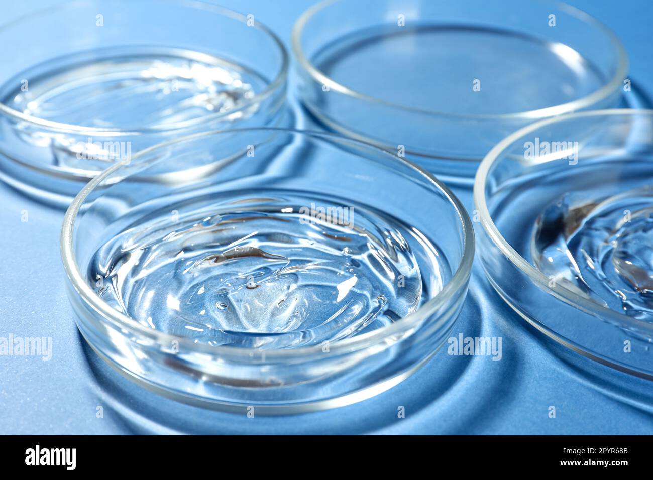 Capsule di Petri con liquidi su fondo blu, primo piano Foto Stock