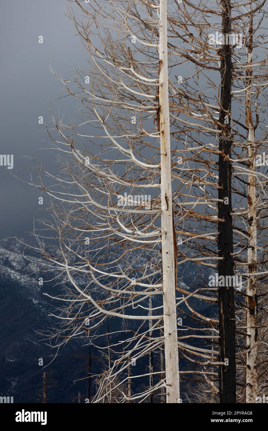 Un incendio boschivo denudeva alberi nel parco nazionale di Yosemite Foto Stock