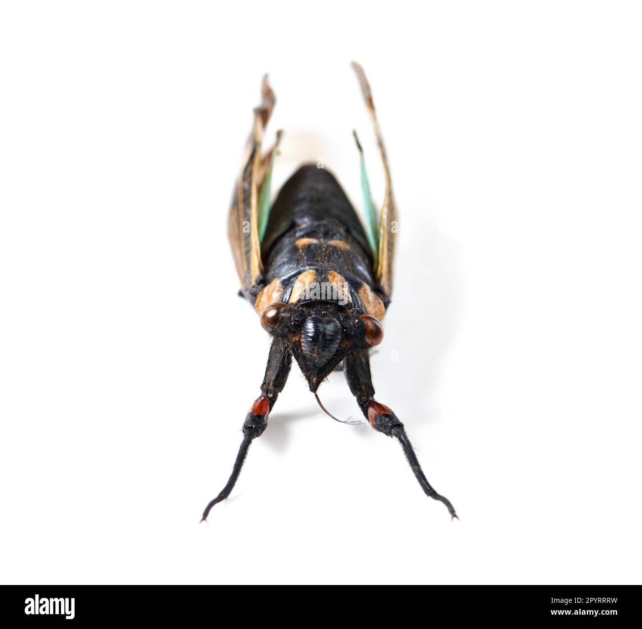 Volo isolato, studio e sfondo bianco per la preparazione di insetti per lo studio, la natura o l'analisi per la biologia. Bug, animale e zoom di anatomia, occhi e. Foto Stock