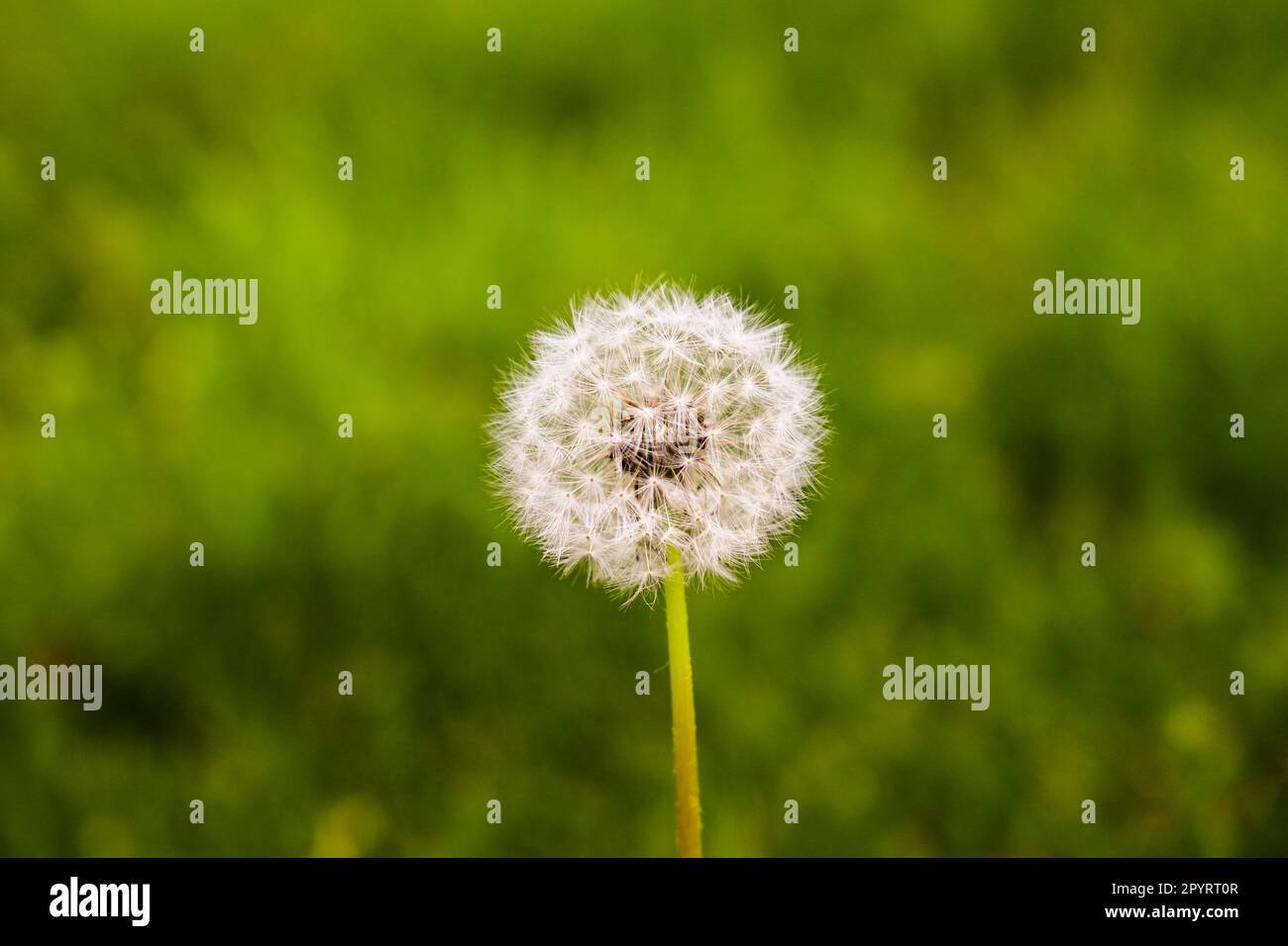 Belle foto di fiori da primo piano. Splendidi fiori nel parco in estate Foto Stock