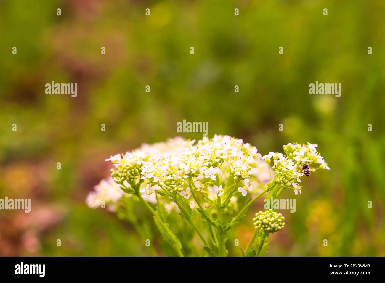 Belle foto di fiori da primo piano. Splendidi fiori nel parco in estate Foto Stock