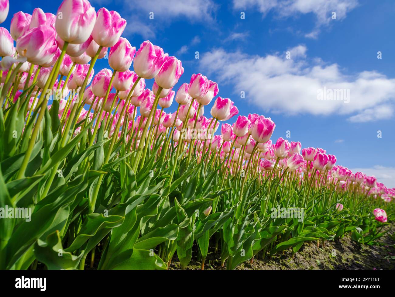 basso angolo di vista di tulipani rosa bella nei paesi bassi Foto Stock