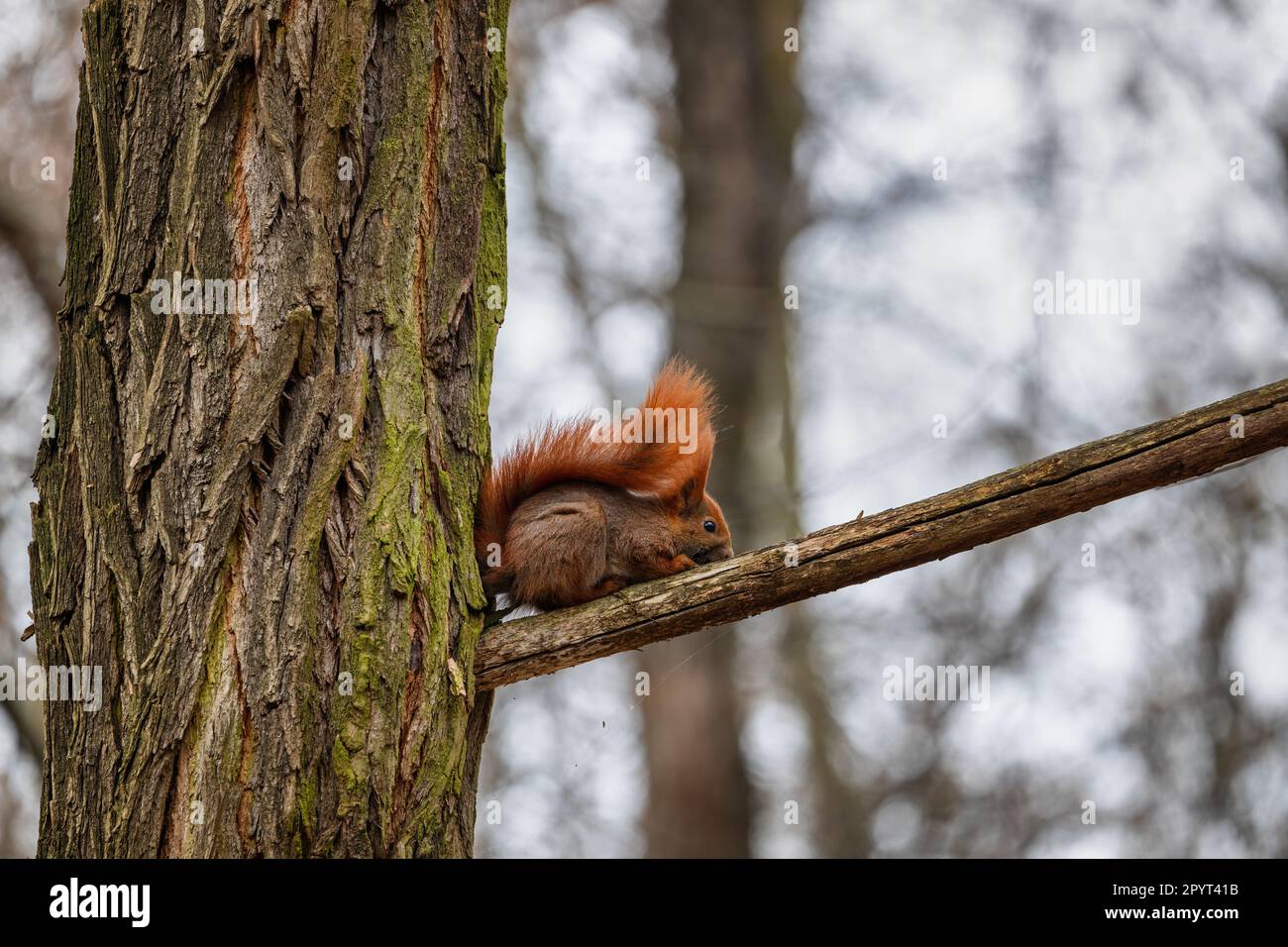 Lo scoiattolo rosso (Sciurus vulgaris) sul ramo dell'albero nella foresta con la coda sulla sua parte posteriore, carino roditore arboreo piccolo nella famiglia Sciuridae si siede a. Foto Stock