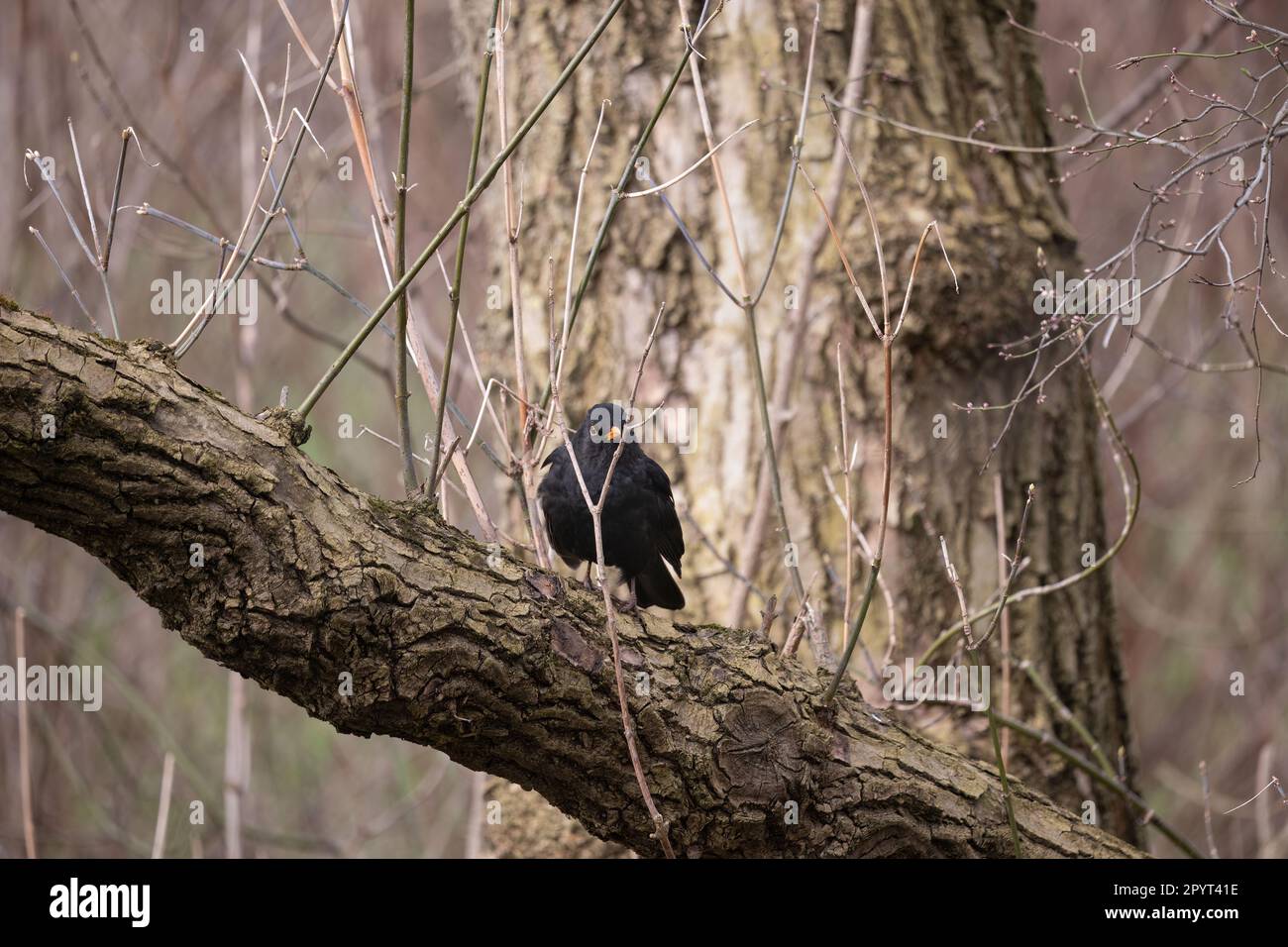 Uccello nero comune (Turdus merula) o uccello nero eurasiatico su un albero, maschio vero mughetto nel genere Turdus, famiglia Turdidae. Foto Stock