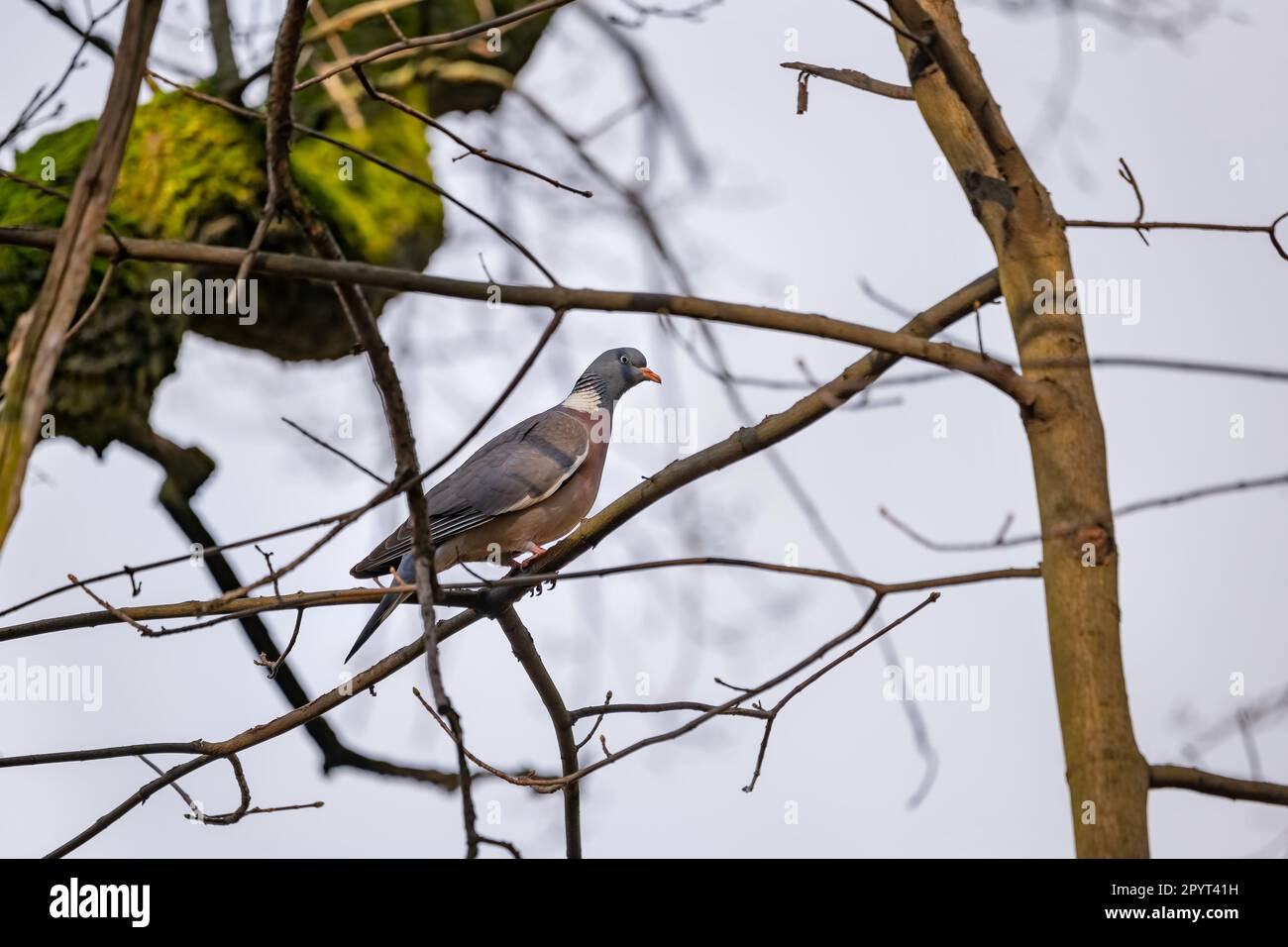 Il piccione di legno comune (Columba Palumbus), uccello della famiglia colombi e piccione Columbidae, nativo del Paleartico occidentale. Foto Stock