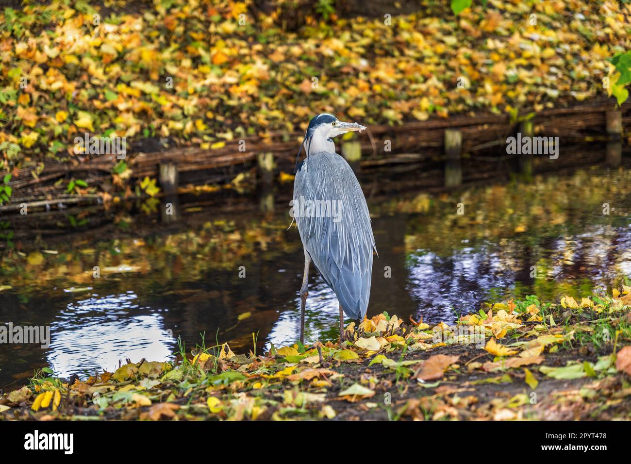 Airone grigio (Ardea cinerea) al canale nel parco autunnale, uccello guado nella famiglia Ardeidae, regione: Temperata Europa e Asia. Foto Stock
