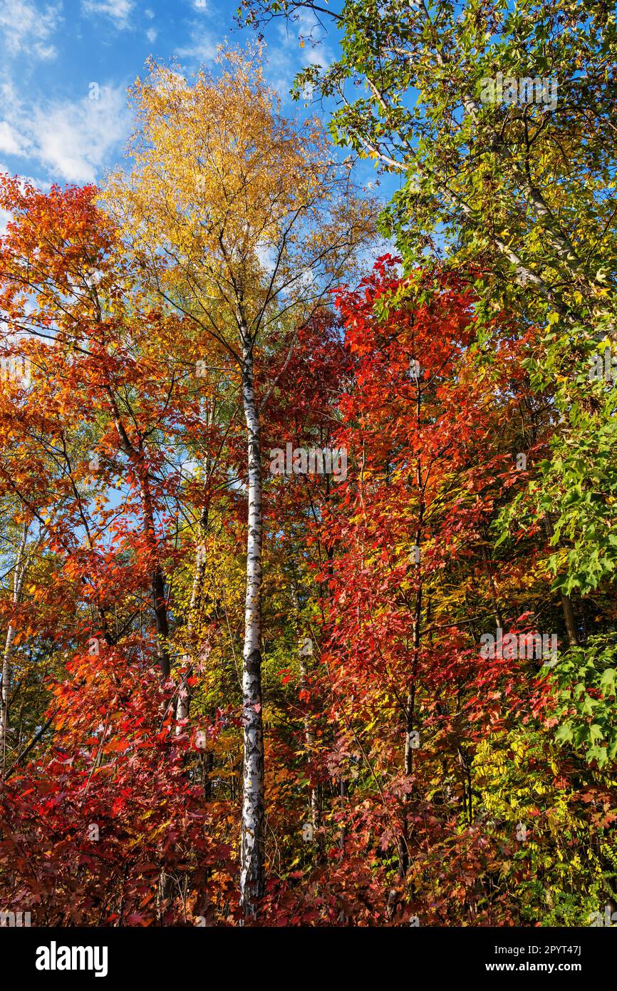 Verde stagione autunnale di querce e betulle in foresta decidua il giorno di ottobre soleggiato. Foto Stock