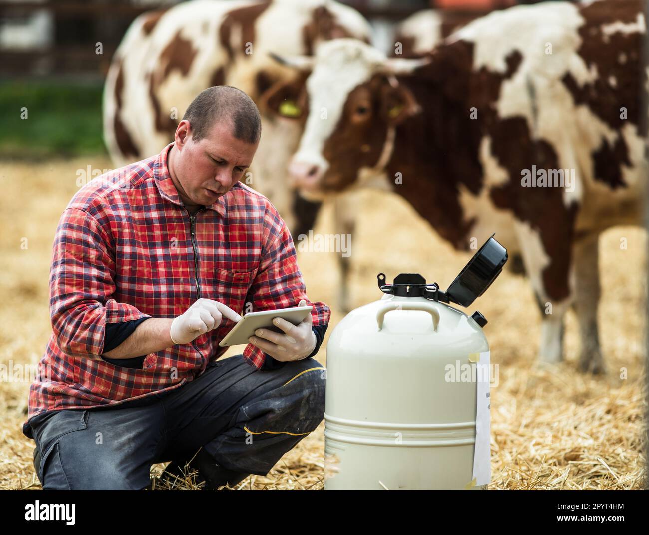 Agricoltore che lavora su tavoletta accanto al serbatoio di azoto liquido per sperma di toro per l'inseminazione artificiale di mucche su ranch da latte Foto Stock