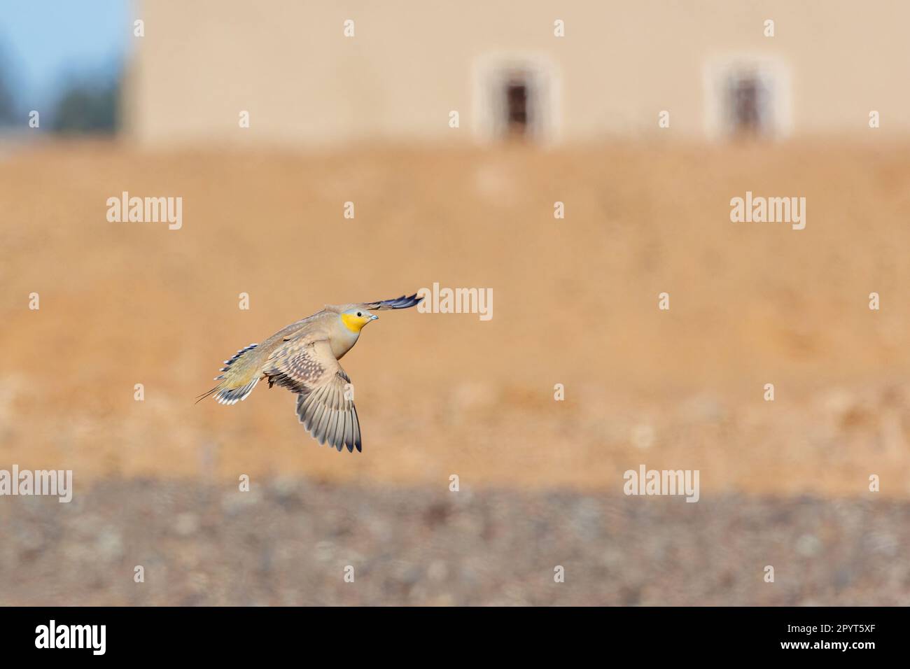 Un sandgruse macchiato vola attraverso l'aria Foto Stock