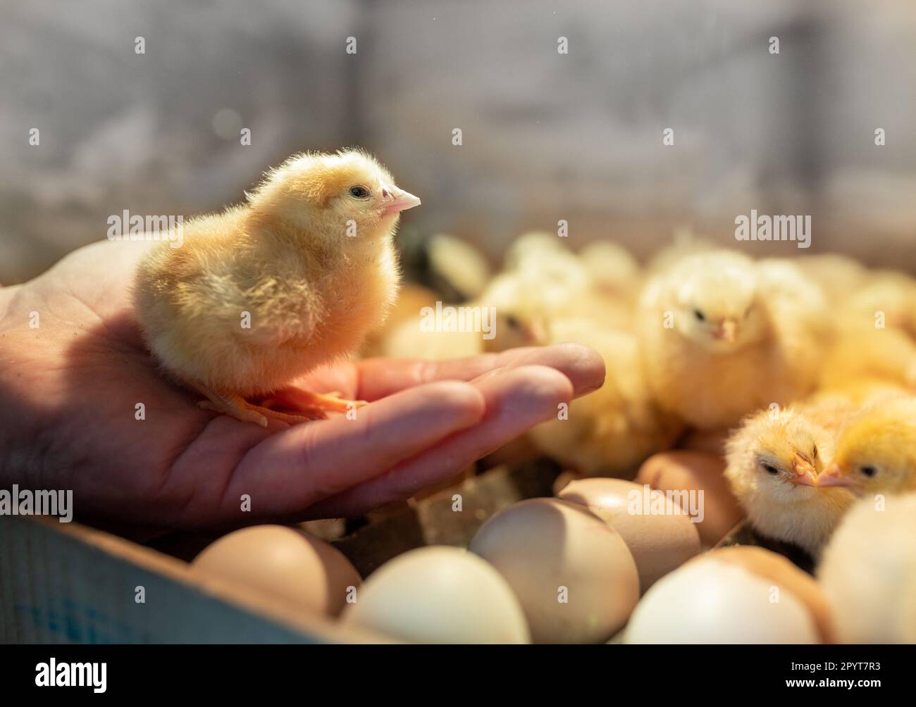 Carino pulcino neonato in piedi sul palmo del contadino in incubatore in fattoria Foto Stock