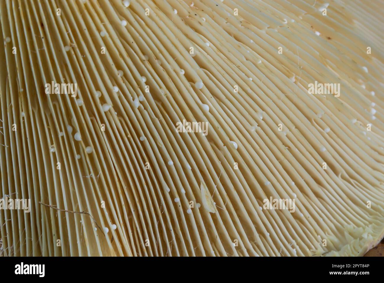 Una vista delle branchie del fungo ombrello. Primo piano con texture a fungo. Foto Stock