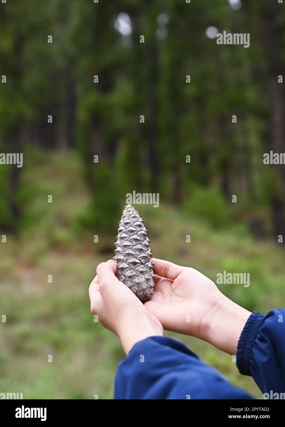 Primo piano della mano del bambino che tiene un grande cono del pino nero (Pinus canariensis) con un fondo naturale di foresta sfocata. Foto Stock
