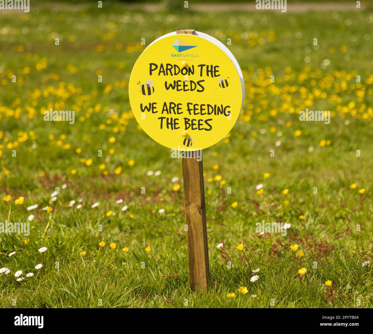Firma su Westleton Green incoraggiando la creazione di un paesaggio amico delle api, promossa dal Consiglio del Suffolk Orientale. Foto Stock