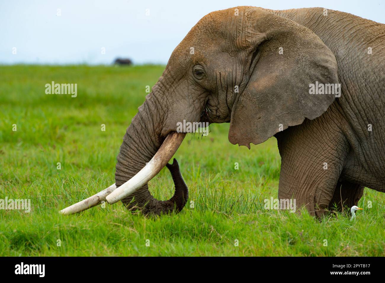 Elefanti africani Maasai Mara Kenya Africa orientale Foto Stock