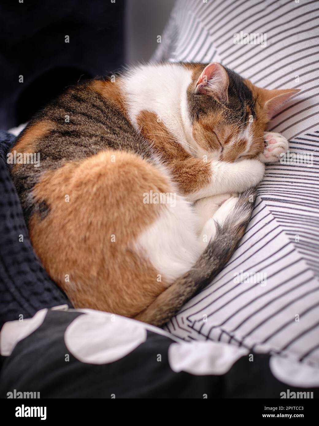 Carino calico (giallo-nero-bianco) gatto che dorme tranquillamente con gli occhi chiusi arricciati su cuscini su un divano con la sua testa sostenuta con zampe Foto Stock