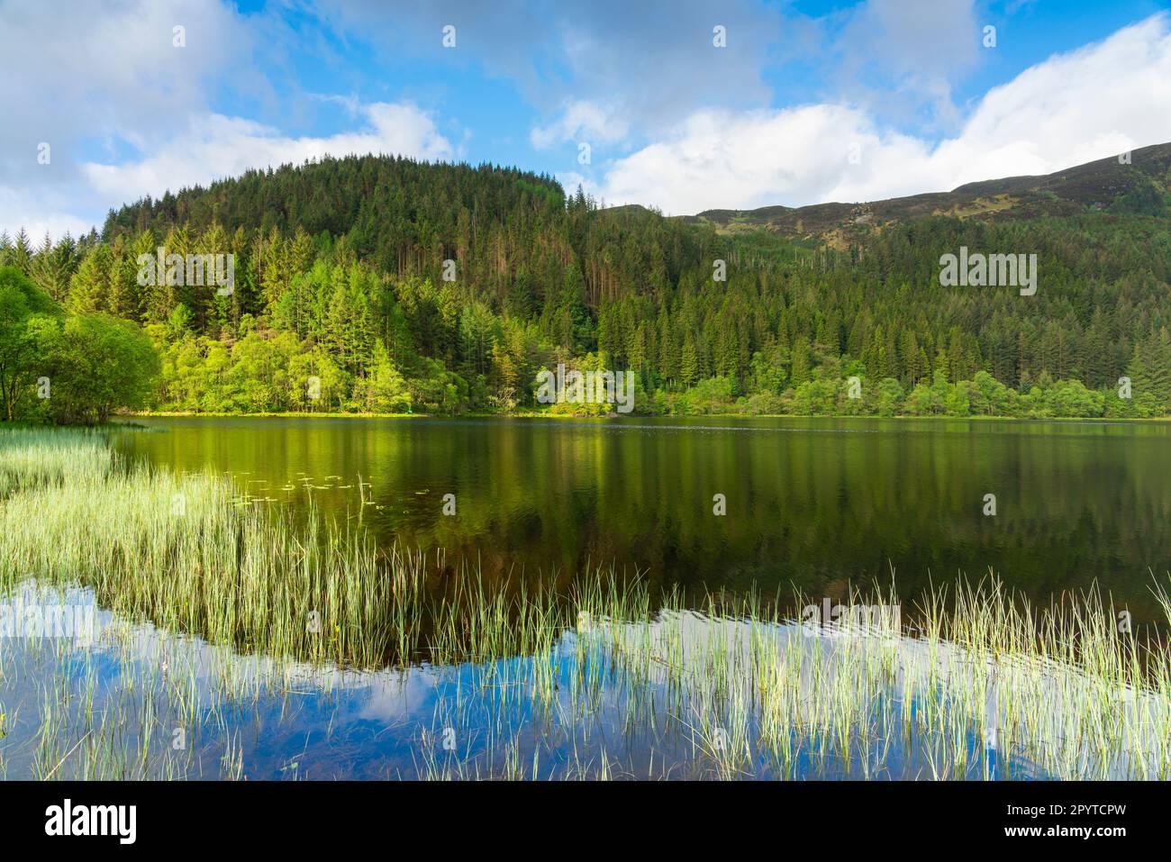 Loch Chon, Stirling, Scozia, Regno Unito Foto Stock