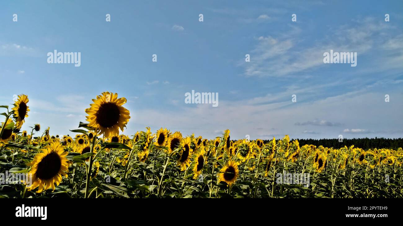 Panorama di un campo di girasole. Foto Stock