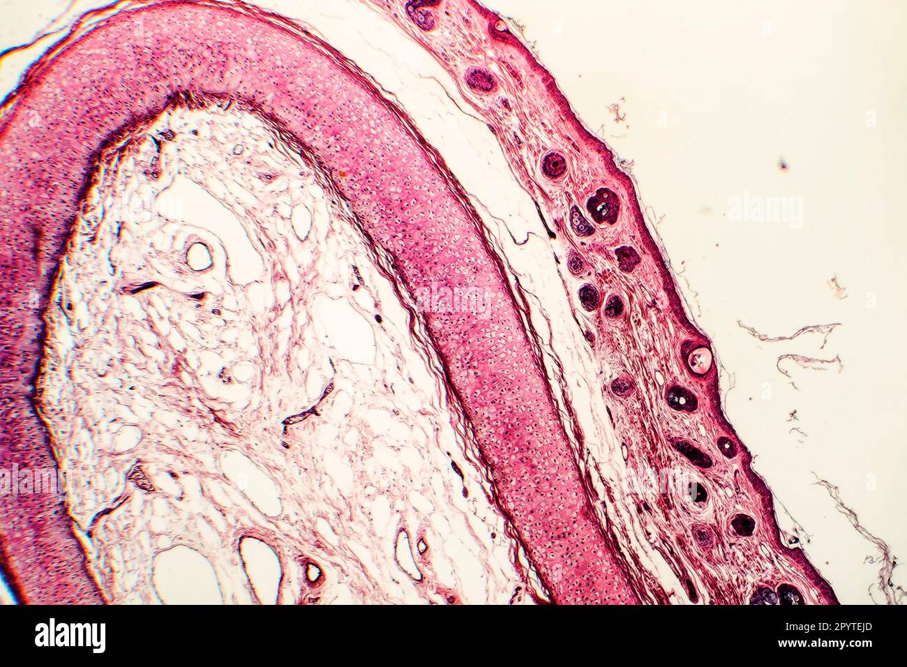 Cartilagine elastica dell'orecchio esterno umano, micrografia leggera Foto Stock
