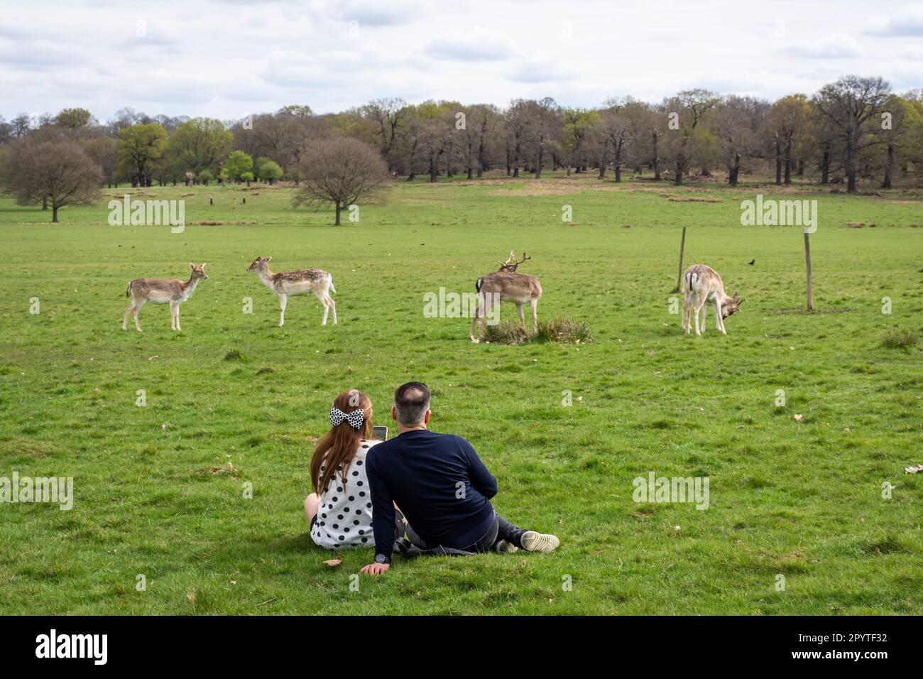 Splendida vista per gruppi di cervi selvatici nel verde Richmond Park Foto Stock