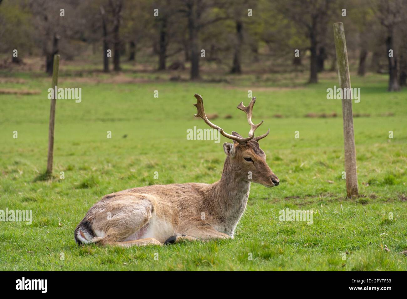 Splendida vista ai cervi selvatici nel verde Richmond Park, Londra Foto Stock