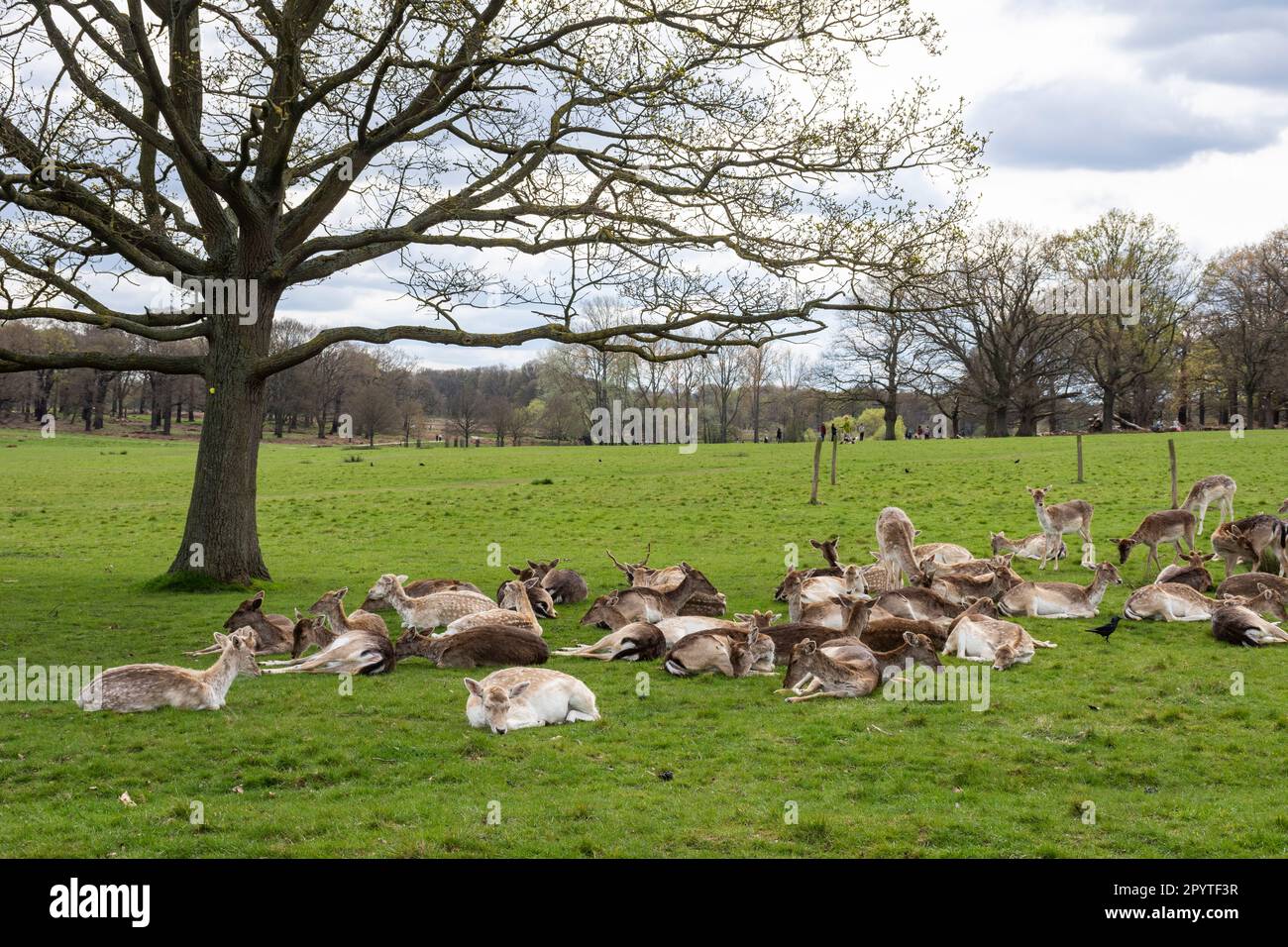 Splendida vista per gruppi di cervi selvatici nel verde Richmond Park Foto Stock