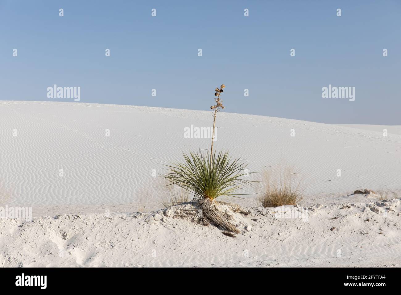 Pianta singola su una duna di sabbia nel Parco Nazionale di White Sands Foto Stock