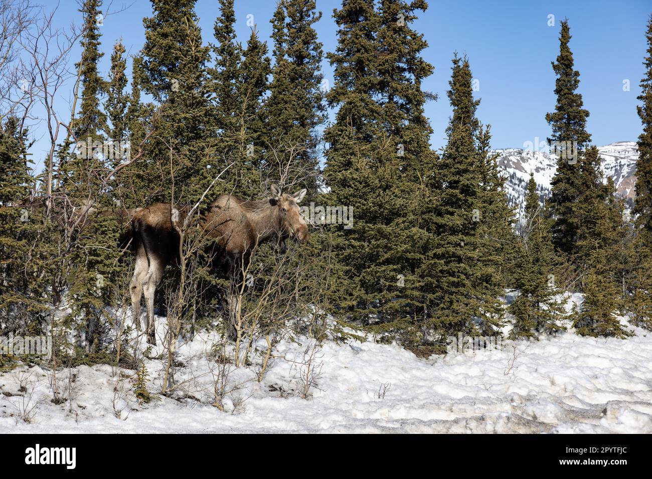 Alci grandi nel selvaggio dell'Alaska Foto Stock