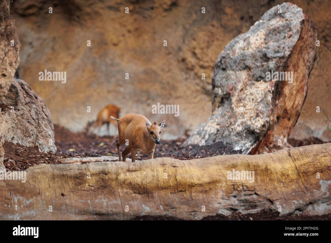 Bongos giovani orientali - Tragelaphus eurycerus - una foresta notturna erbivora ungulato con impressionante rosso-marrone mantello e Spiralled Horns. Foto Stock