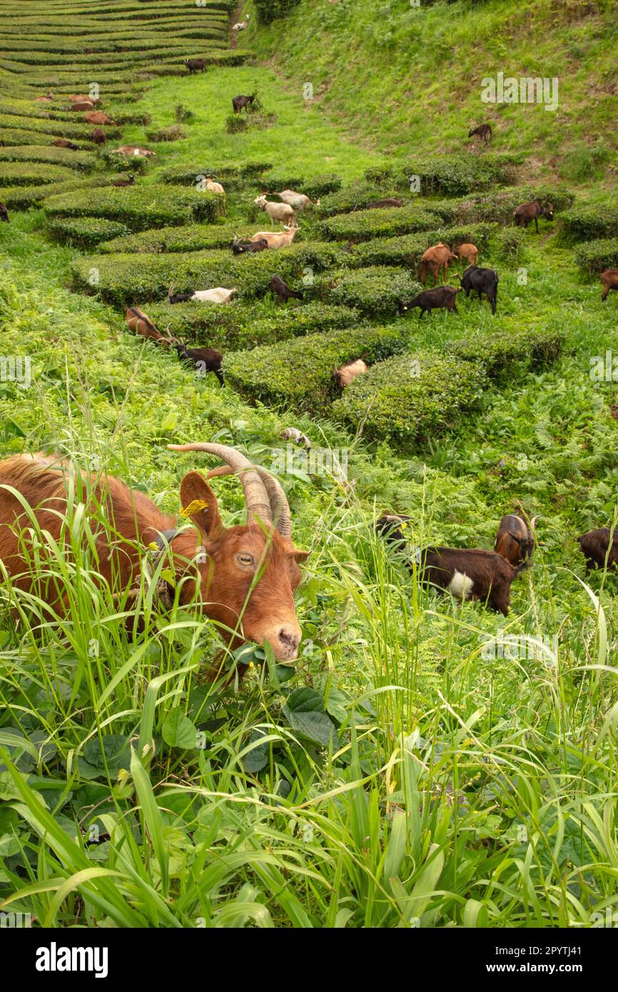 Portogallo, Azzorre, isola di Sao Miguel, Gorreana, piantagione e fabbrica di tè. Capre e pastore di capra. Foto Stock