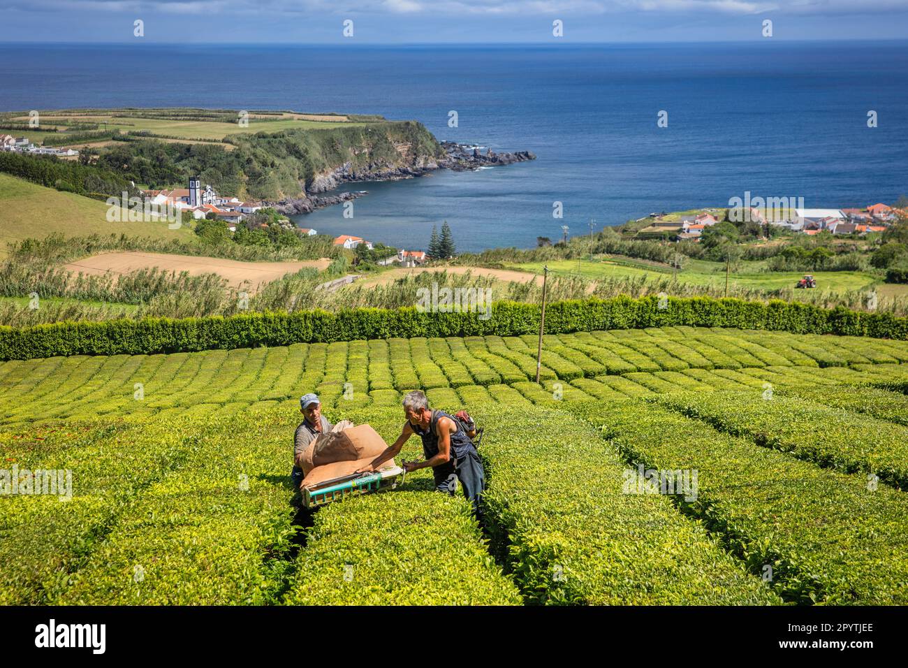 Portogallo, Azzorre, Isola di Sao Miguel, Porto Formoso. Tè di raccolta. Piantagione di tè Cha Porto Formosa. Foto Stock