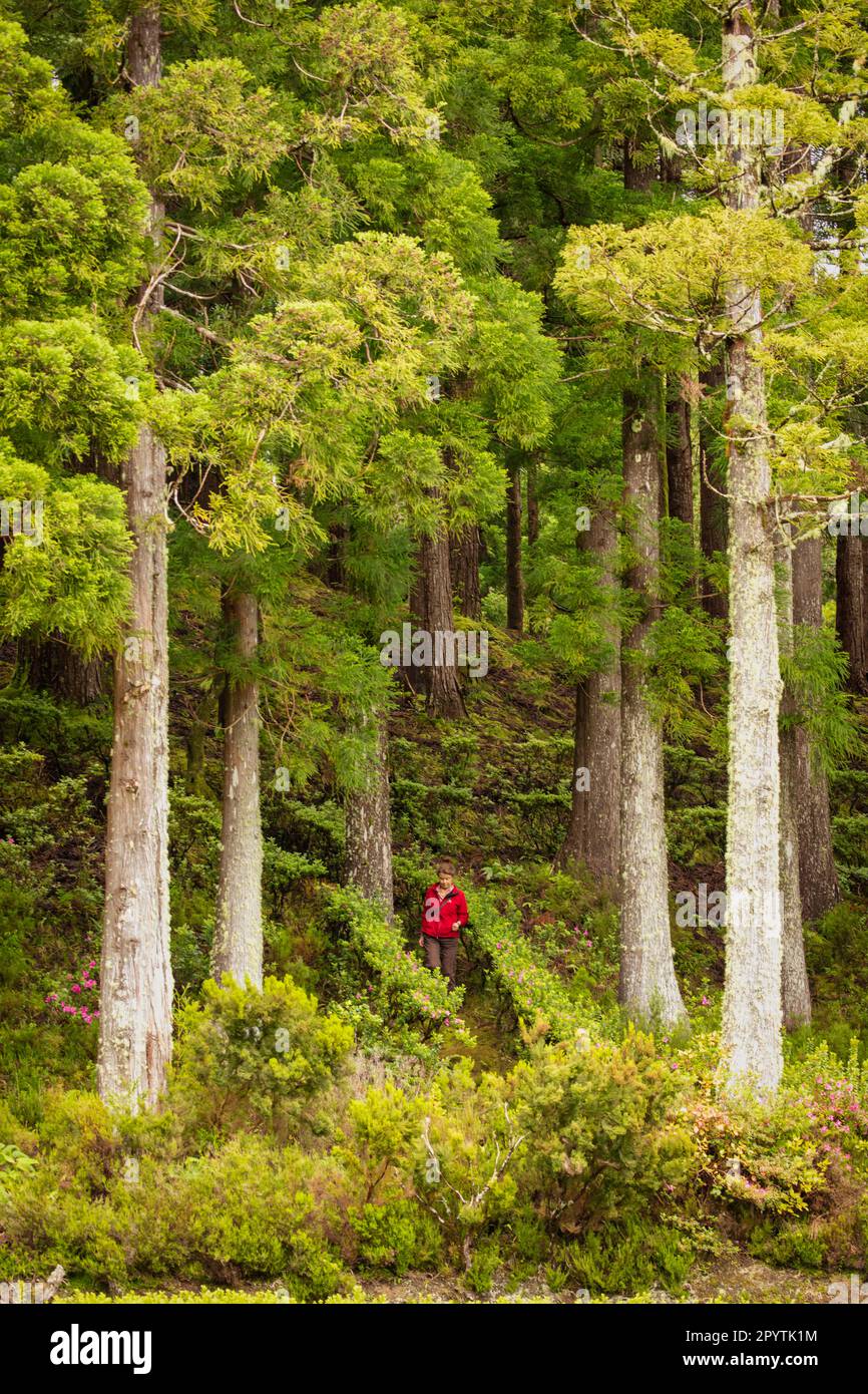 Portogallo, Azzorre, Isola di Sao Miguel, Nordeste, Centro do Priolo. Riserva naturale. Centro Ambiental. Foto Stock