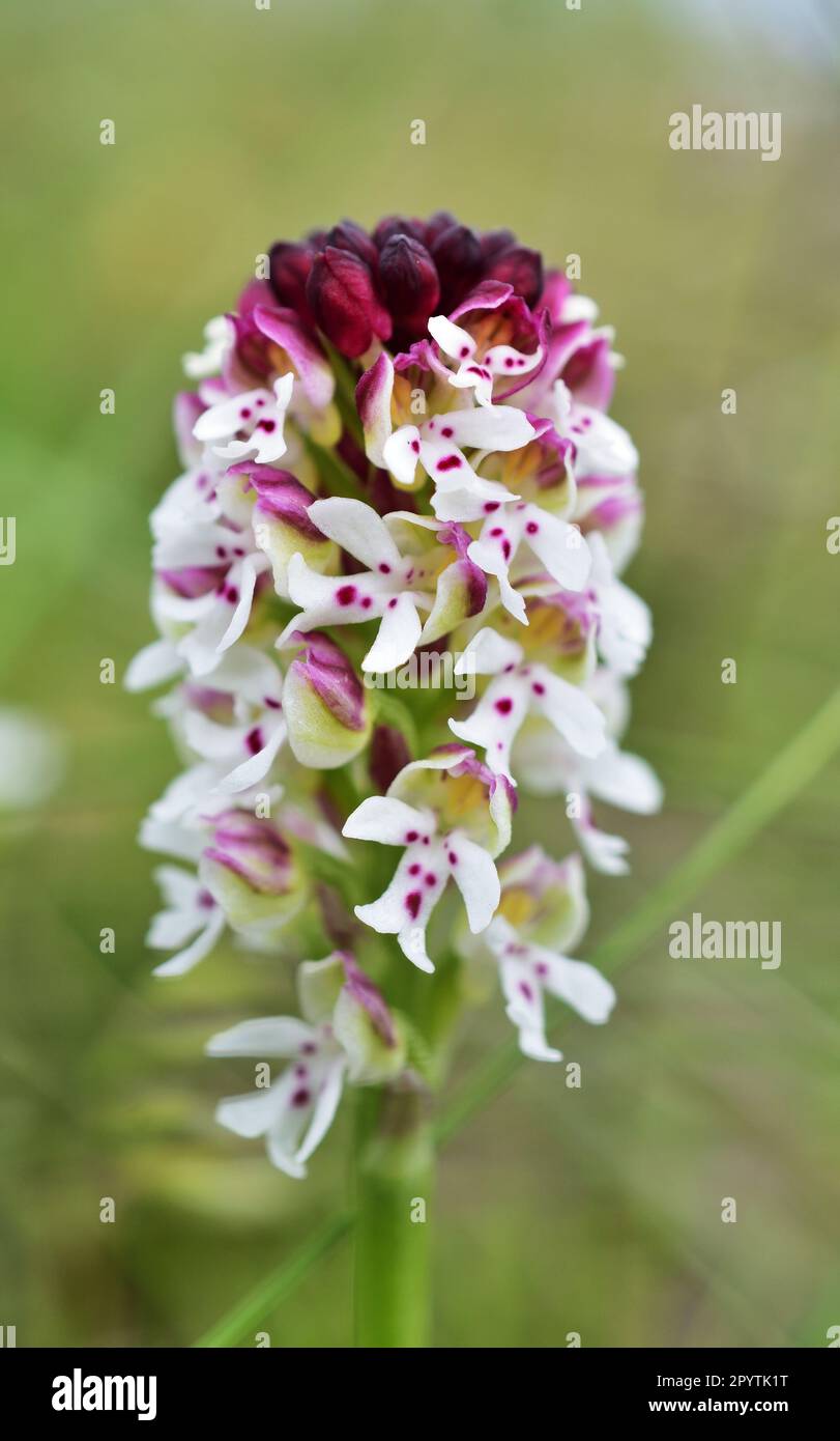 La Neotinea ustulata, l'orchidea bruciata o orchidea bruciata, è un'orchidea terrestre europea originaria delle montagne dell'Europa centrale e meridionale Foto Stock