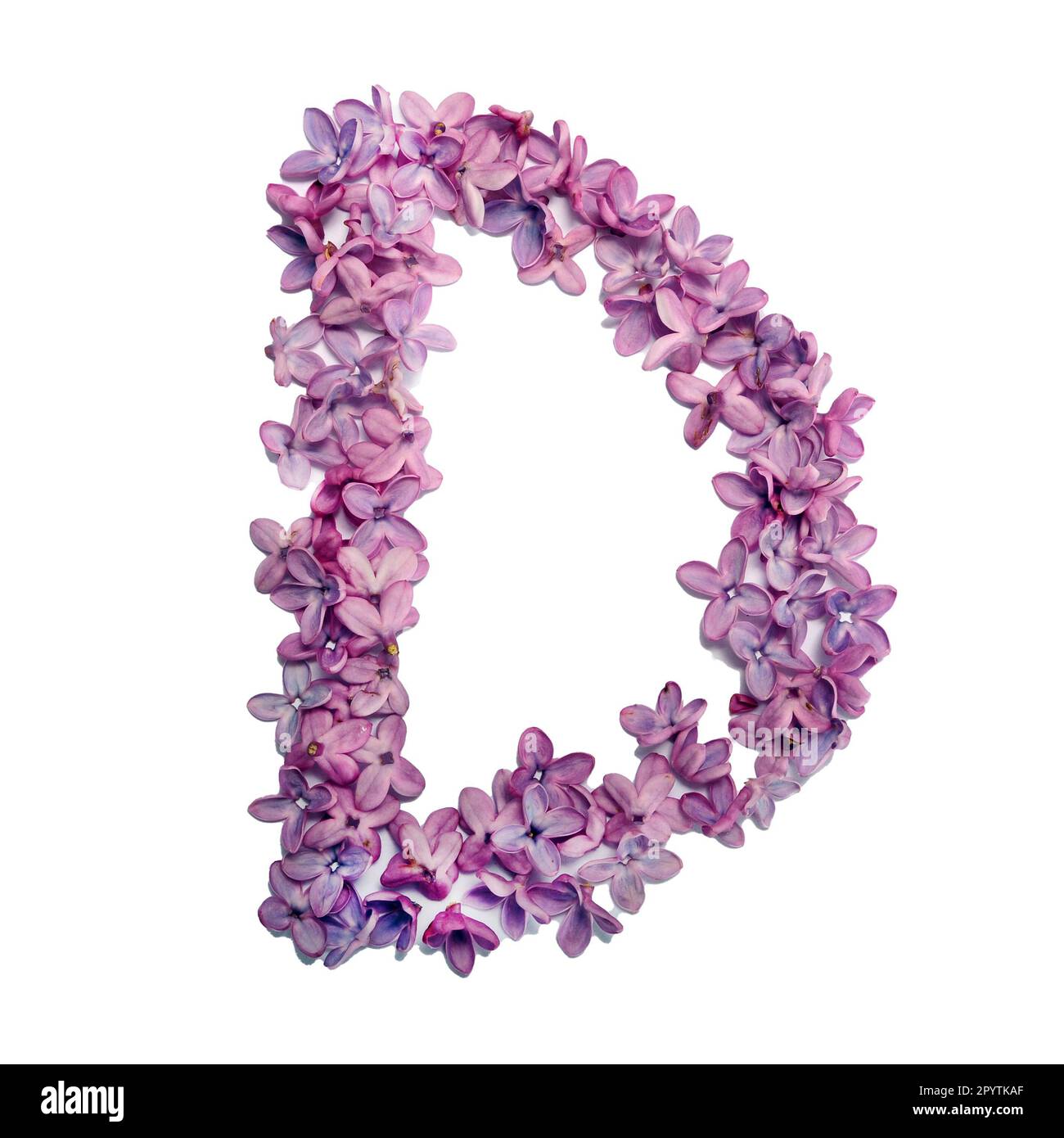 La lettera D di fiori di lilla. Foto quadrata con sfondo bianco. Foto Stock
