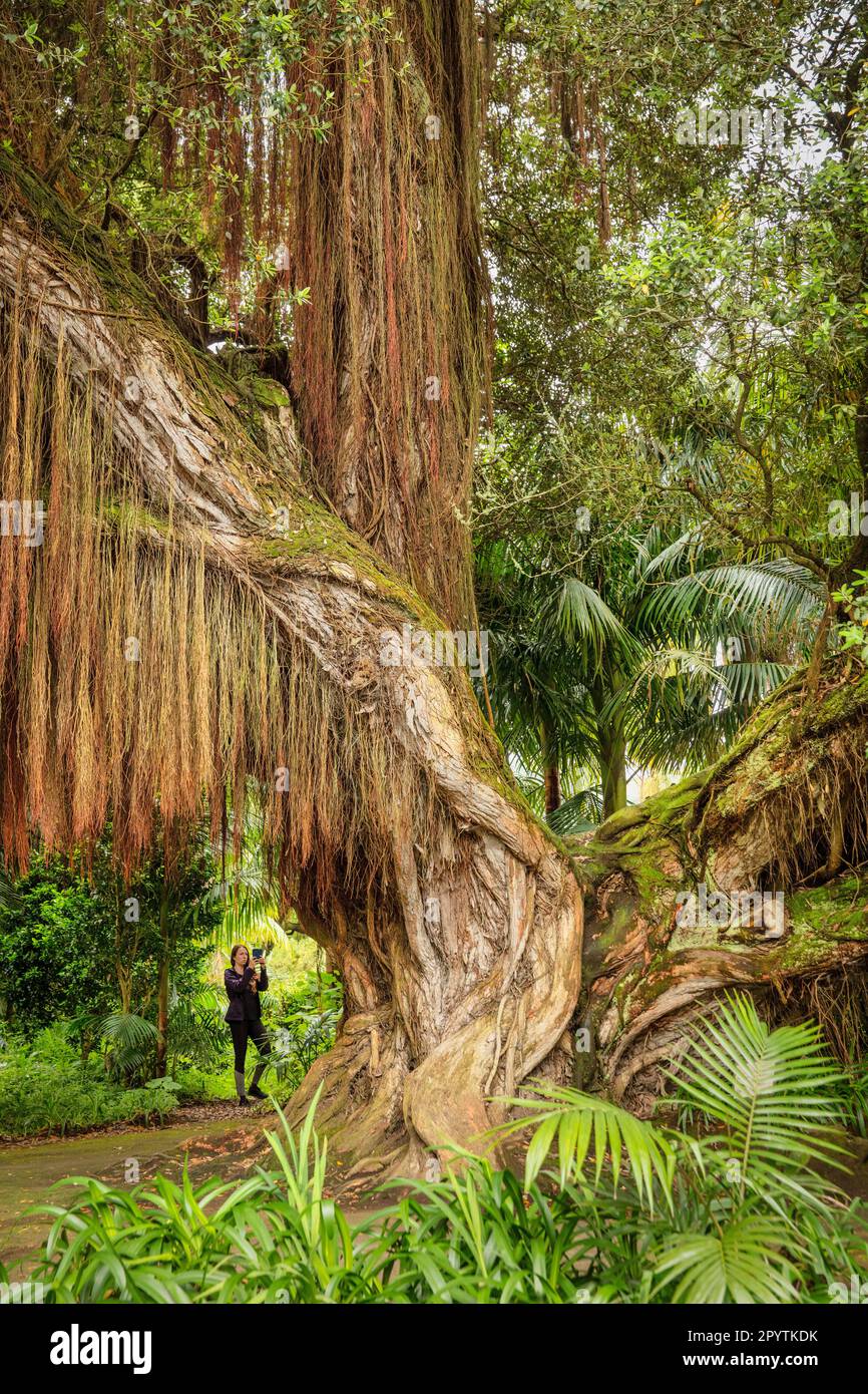 Portogallo, Azzorre, Isola di Sao Miguel, Furnas. Parco Terra nostra e giardini. Più di 2000 alberi diversi. Metrecideros robusta. Nuova Zelanda. Foto Stock