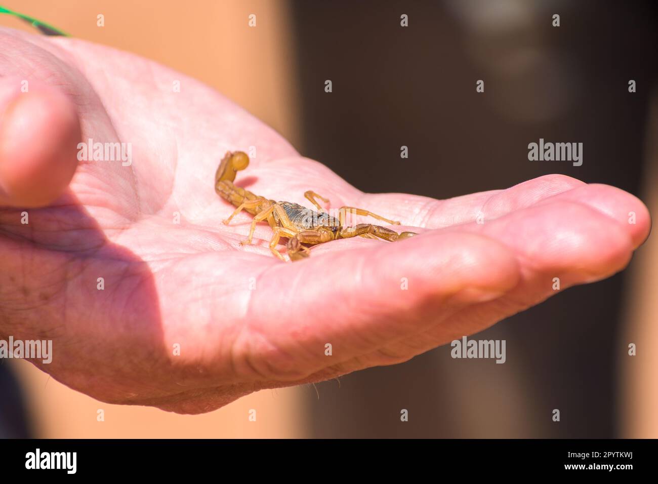 Tenendo lo Scorpione in primo piano, lo Scorpione marocchino a portata di mano (Buthus mardochei) Foto Stock