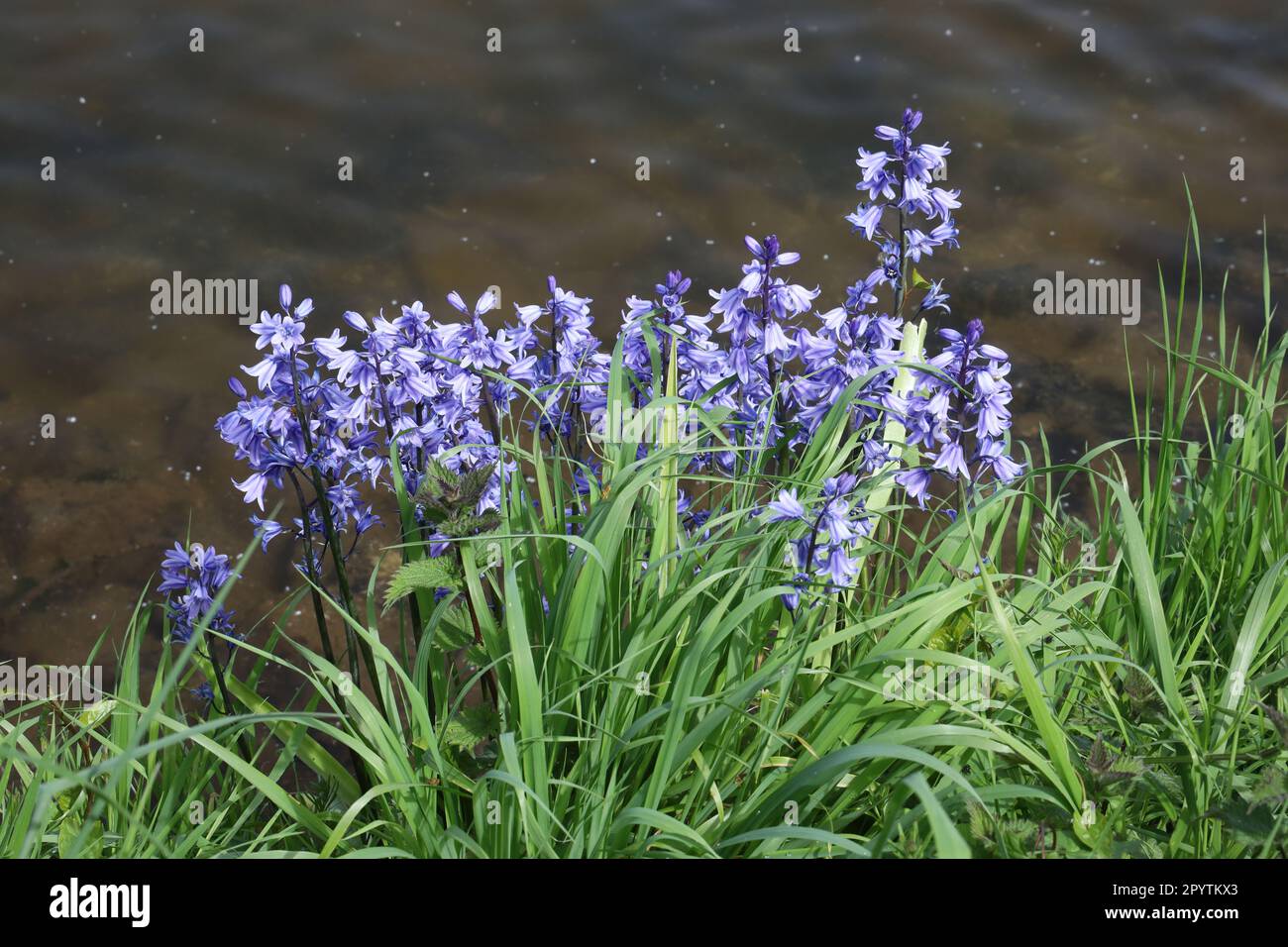 I Bluebells spagnoli prosperano accanto al lago Millbrook in Cornovaglia, mentre la pianta è vista come invasiva. Primo piano con lo spazio dell'intestazione. Foto Stock