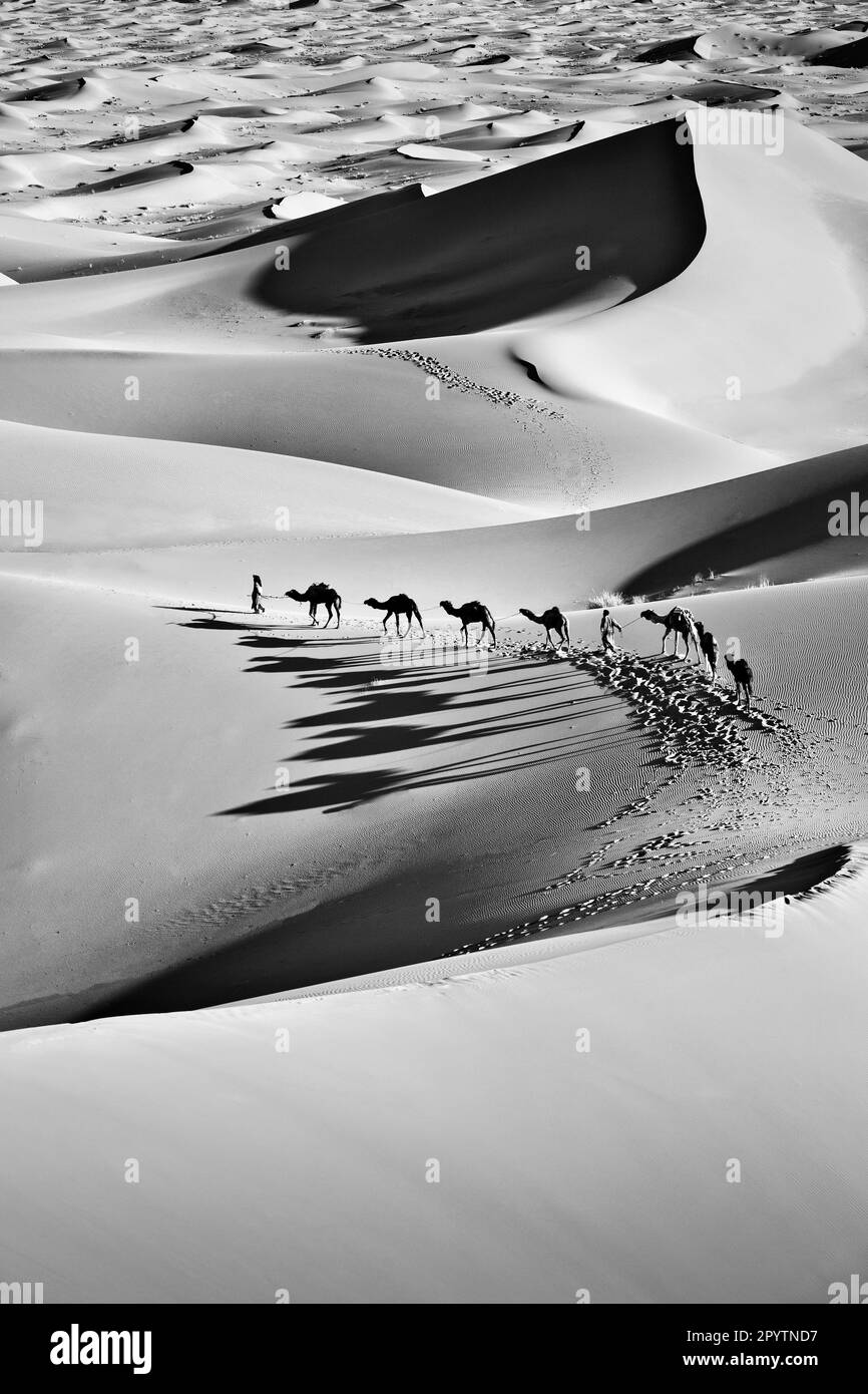 Marocco, Mhamid, Erg Chigaga dune di sabbia. Deserto del Sahara. Camel driver e cammello caravan. Bianco e nero. Foto Stock