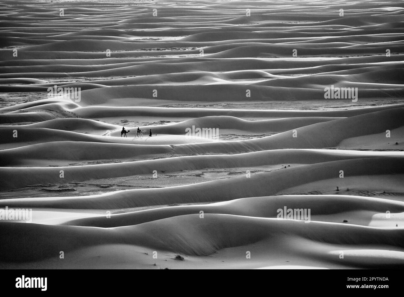 Marocco, Mhamid, Erg Chigaga dune di sabbia. Deserto del Sahara. Autista di cammello e carovana di cammello e turisti che fanno un tour attraverso le dune di sabbia. Bianco e nero Foto Stock