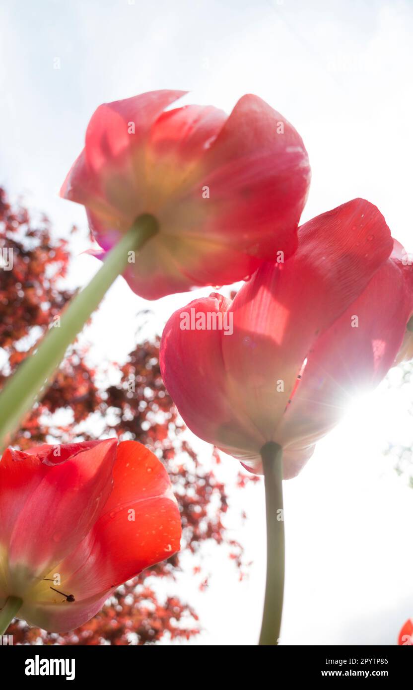 Tulipani dal basso. Foto Stock