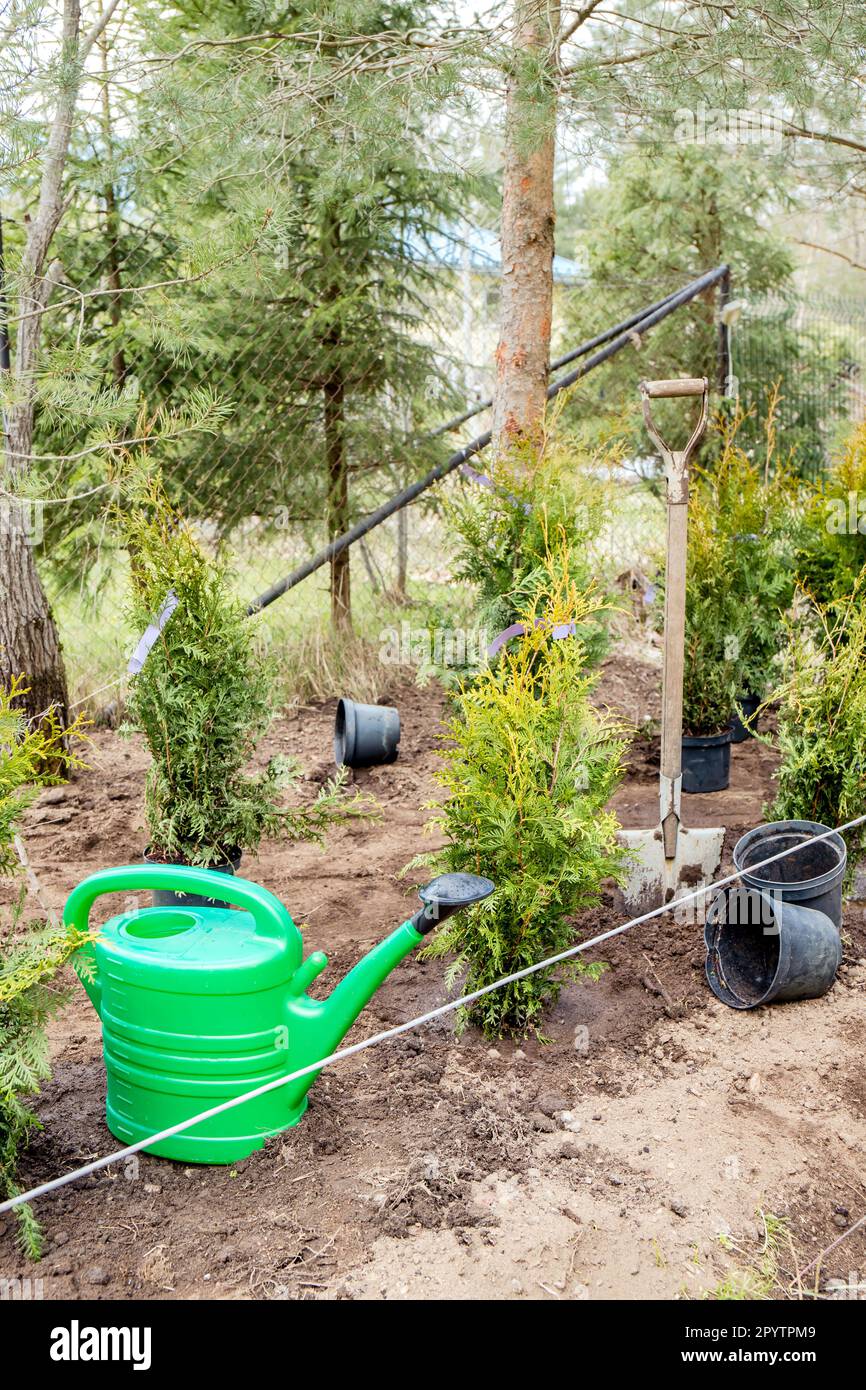 Piantare Thuja occidentalis albero di vita siepe in casa giardino terreno all'aperto in primavera. Lavori in corso, annaffiatura lattina, pala e vasi di fiori vuoti. Foto Stock