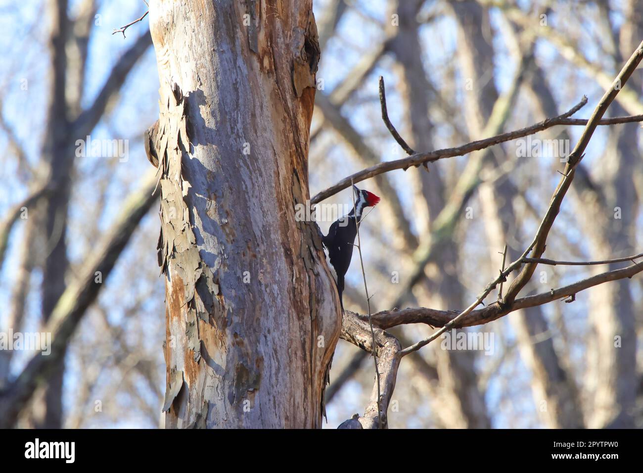 Su un tronco d'albero è arroccato un picchio paleinato solitario, la sua cresta rossa brillante si erge contro la corteccia Foto Stock